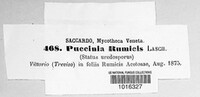 Puccinia rumicis image